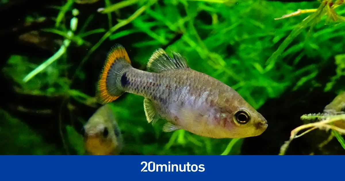 El pez tequila regresa a las aguas de su México nativo tras años de crianza en un zoo de Reino Unido: 