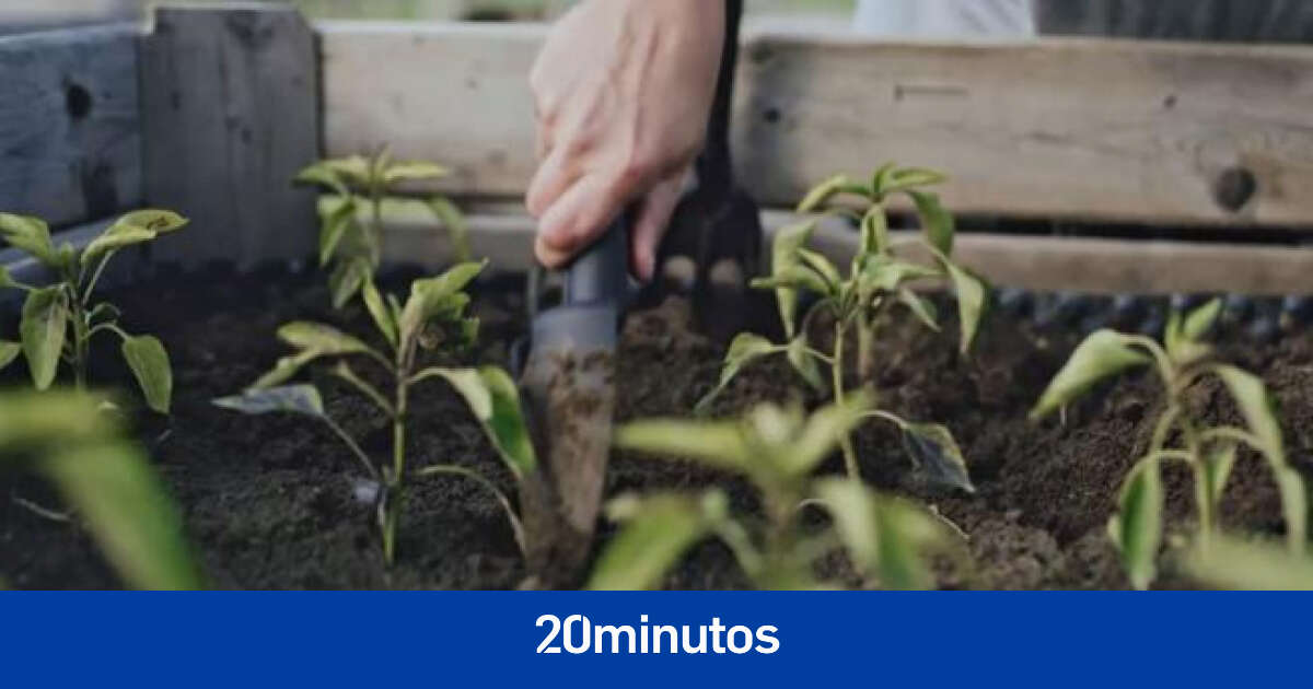 Científicos descubren el 'cantil': una parte de las plantas que se desconocía hasta ahora