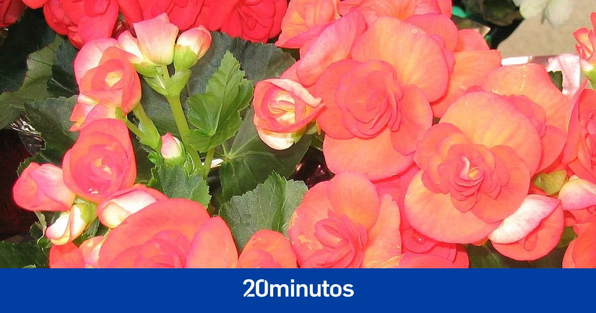 Hallan en el Tíbet la begonia más grande del mundo: mide tres metros de altura