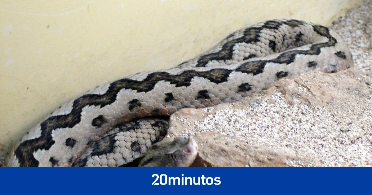 Las serpientes despiertan con la primavera: éstas son las especies que puedes encontrar en España