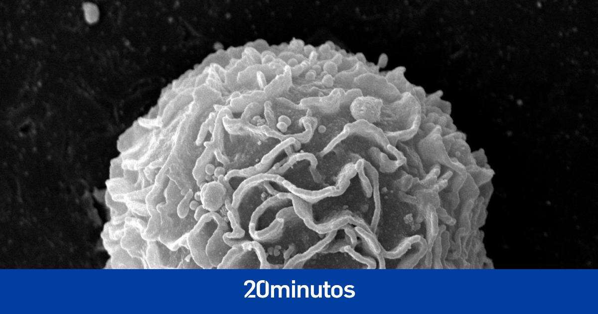 Un estudio confirma que las células pueden reprogramarse para combatir el cáncer de mama: 