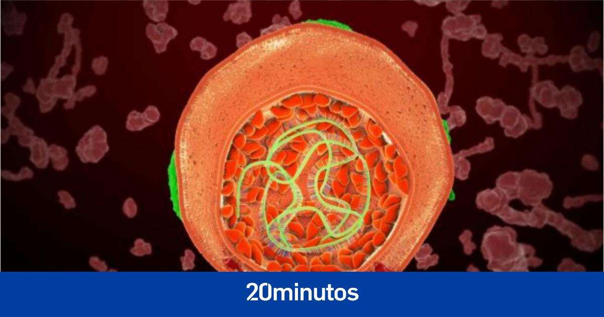 Los hepatólogos señalan al adenovirus como el posible causante de la hepatitis infantil, pero desconfían: 