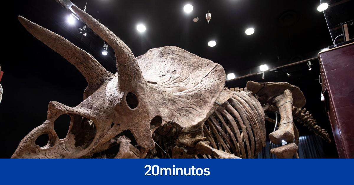 Así fue la primera pelea entre dinosaurios documentada: dos triceratops se enfrentaron cuerpo a cuerpo hace 66 millones de años