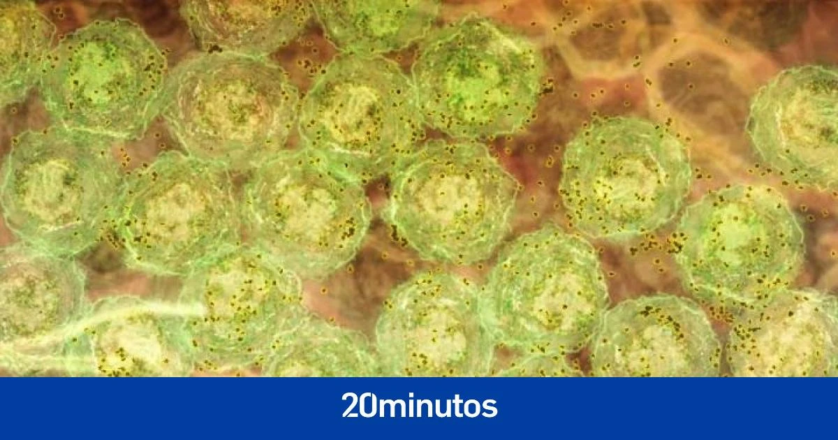 La inmunidad híbrida frente a la covid, cuestionada por las reinfecciones: 