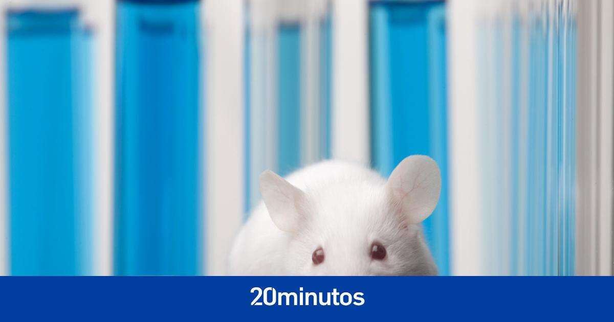 Crean una píldora anticonceptiva para hombres que paraliza los espermatozoides unas horas