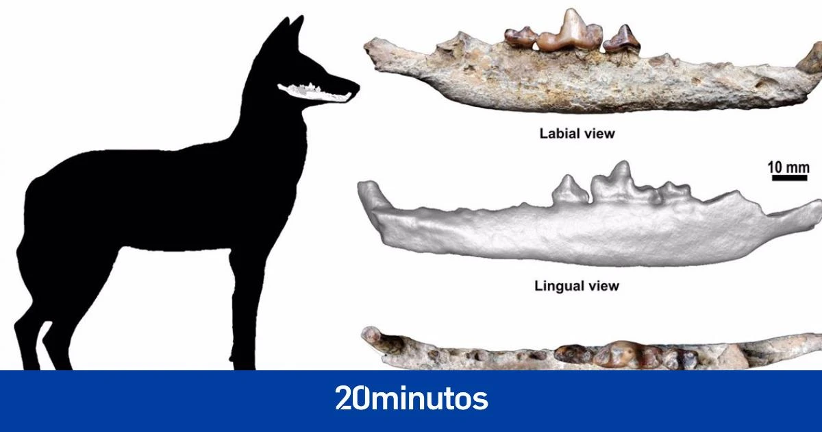 Un equipo dirigido por un paleontólogo español halla el único fósil conocido del lobo etíope, de hace 1,5 millones de años