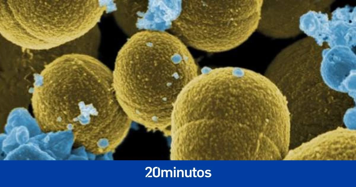 Acorralando a una superbacteria letal: describen cómo se propaga el 'temido' estafilococo dorado