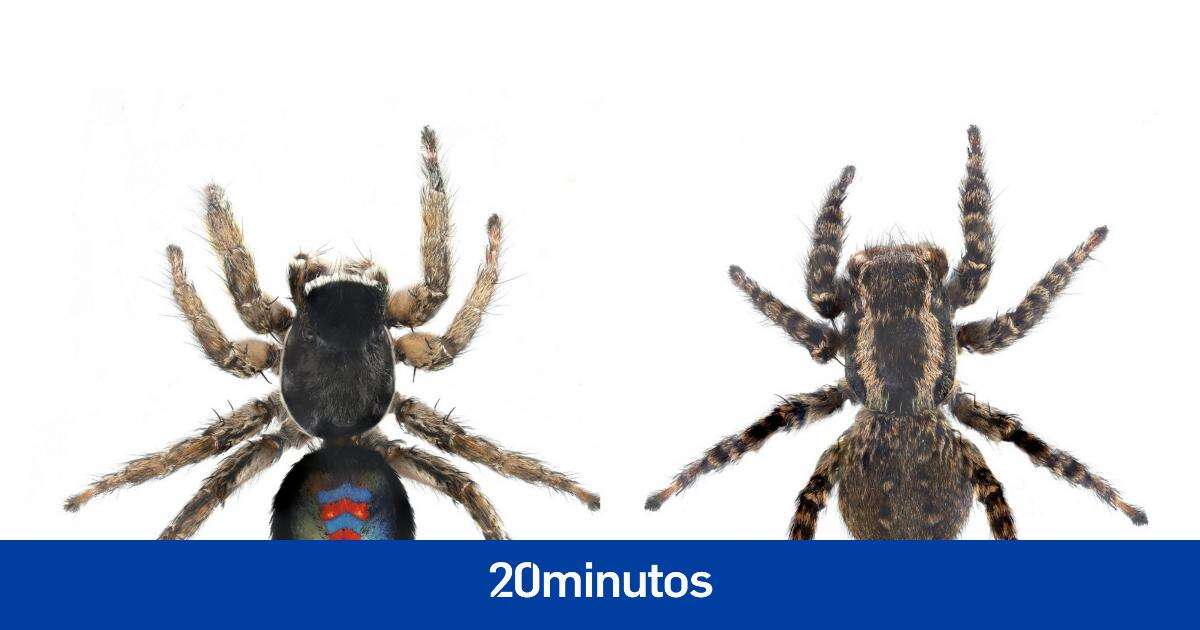 Descubren en Cádiz la araña 