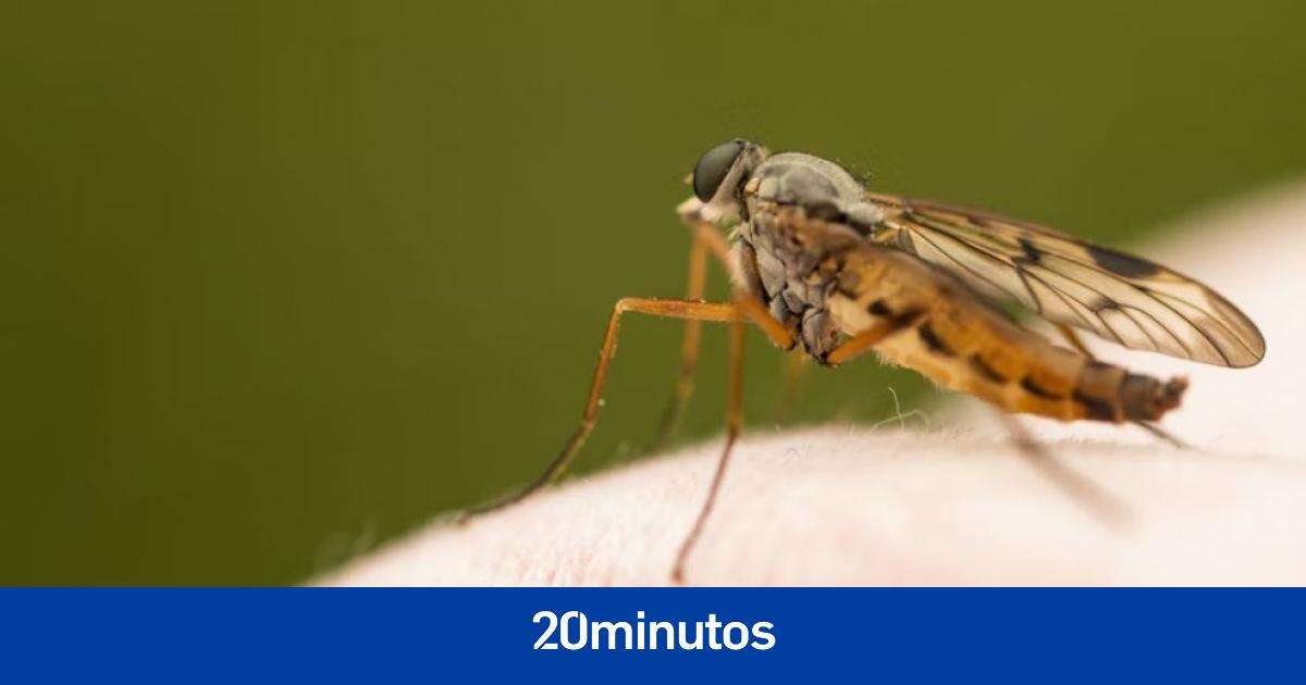 Por qué los mosquitos son siempre capaces de oler y picar a los humanos