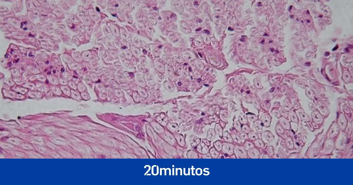 Un complejo principio matemático explica la formación de células, tejidos y órganos