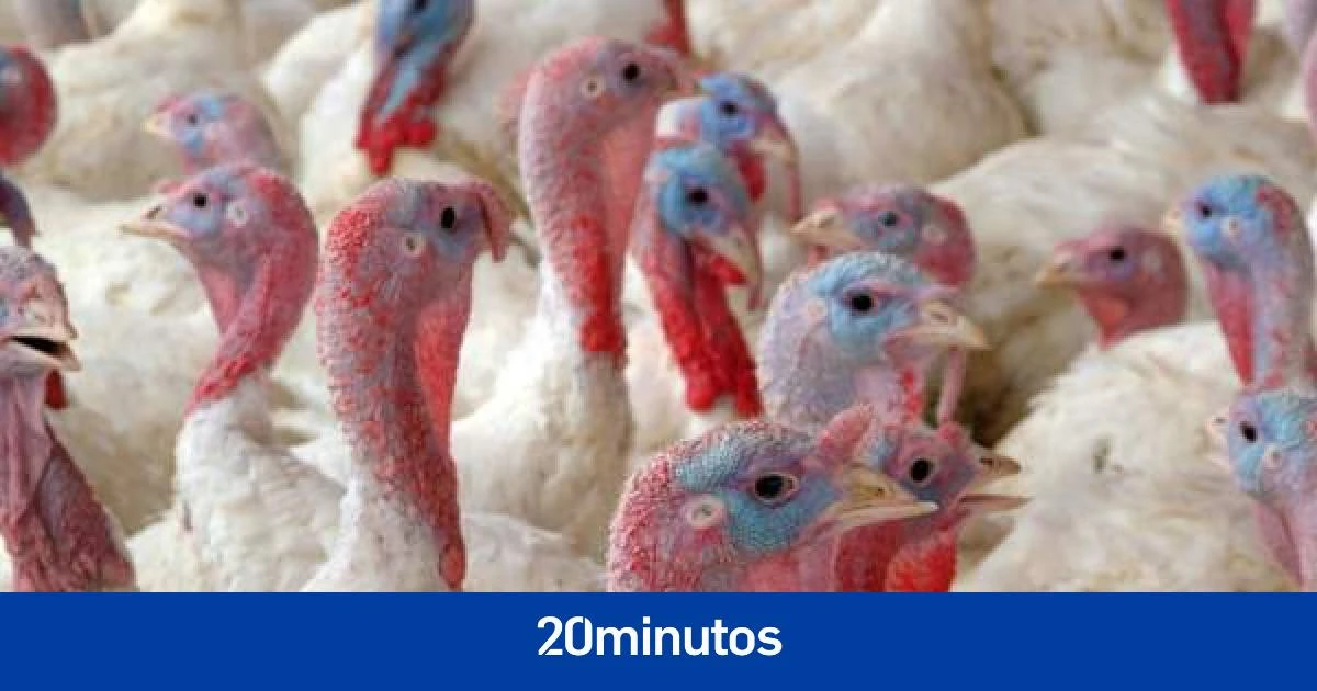 La gripe aviar N3H8 infecta a un humano por primera vez: ¿puede suponer una amenaza?¿a qué especies afecta?¿cómo se transmite?