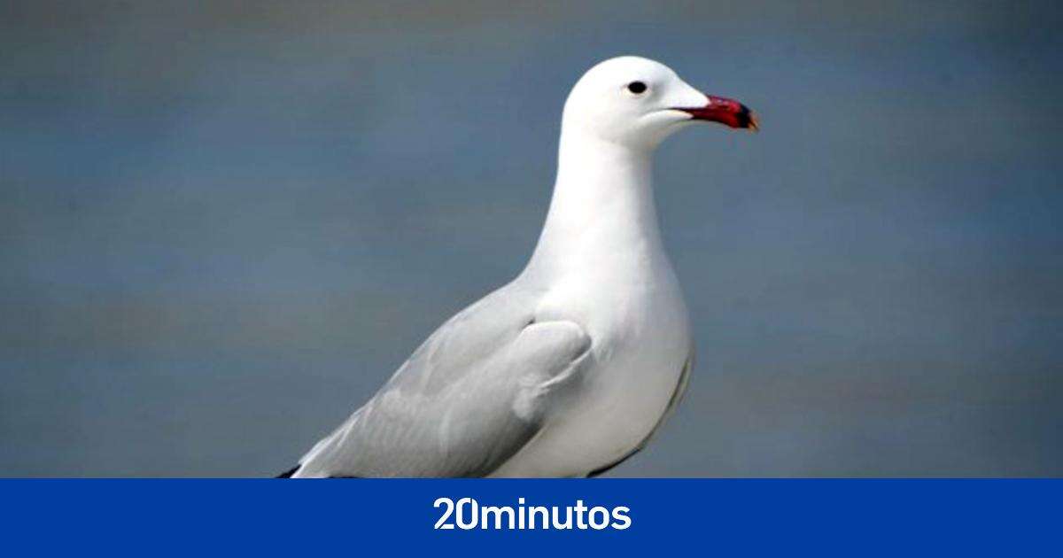 Las gaviotas nos vigilan porque prefieren la comida que comemos los humanos