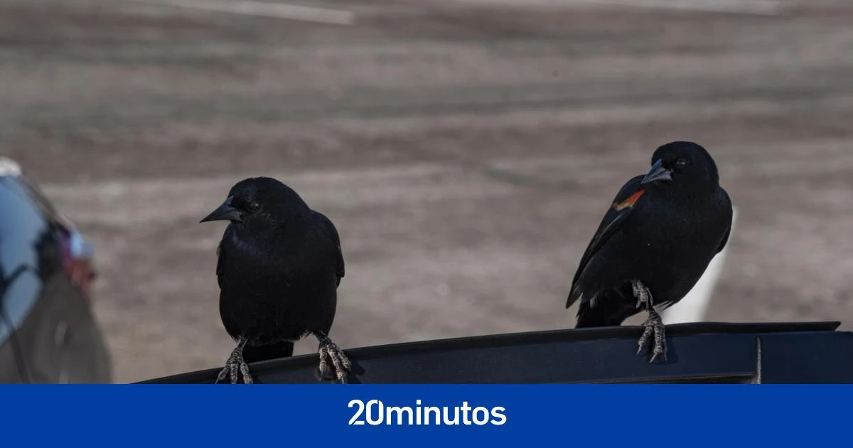 Un fósil cambia por completo las teorías sobre el origen de los pájaros modernos