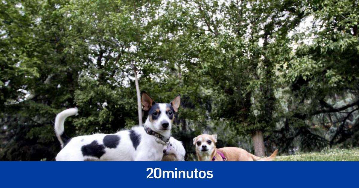 Los perros muerden más en días muy calurosos y con niveles de contaminación elevados