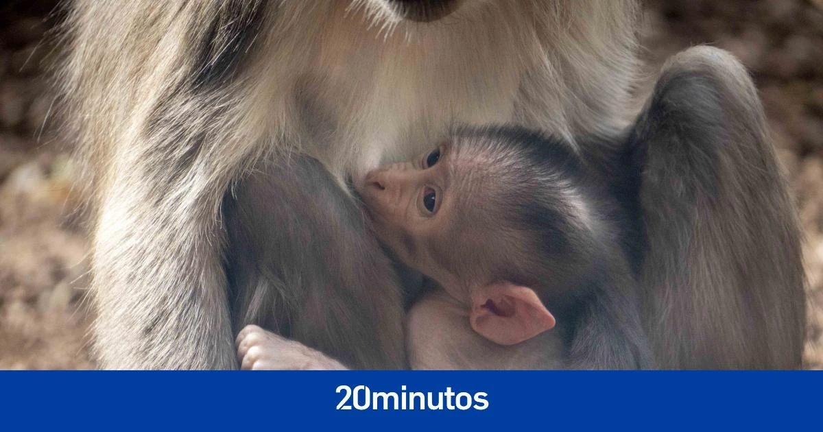 Los mamíferos priorizaron la fuerza al desarrollo cerebral tras los dinosaurios
