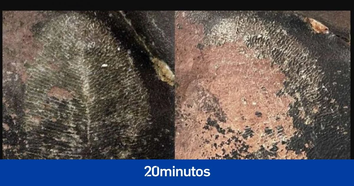 Un fósil erróneo cambia dos veces la historia del subcontinente indio