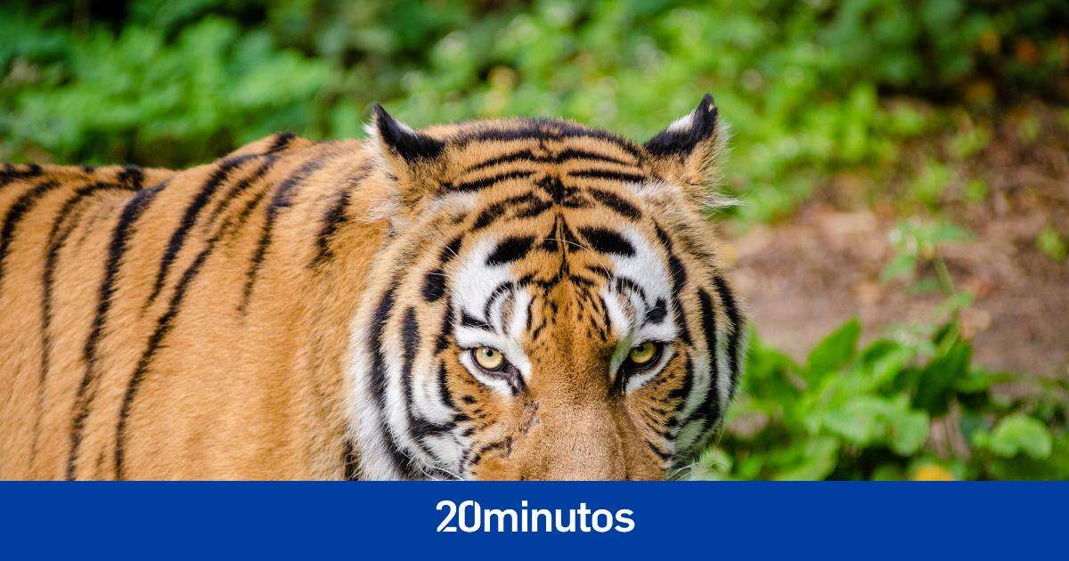 Los tigres no son felinos: la explicación de National Geographic ante esta confusión habitual