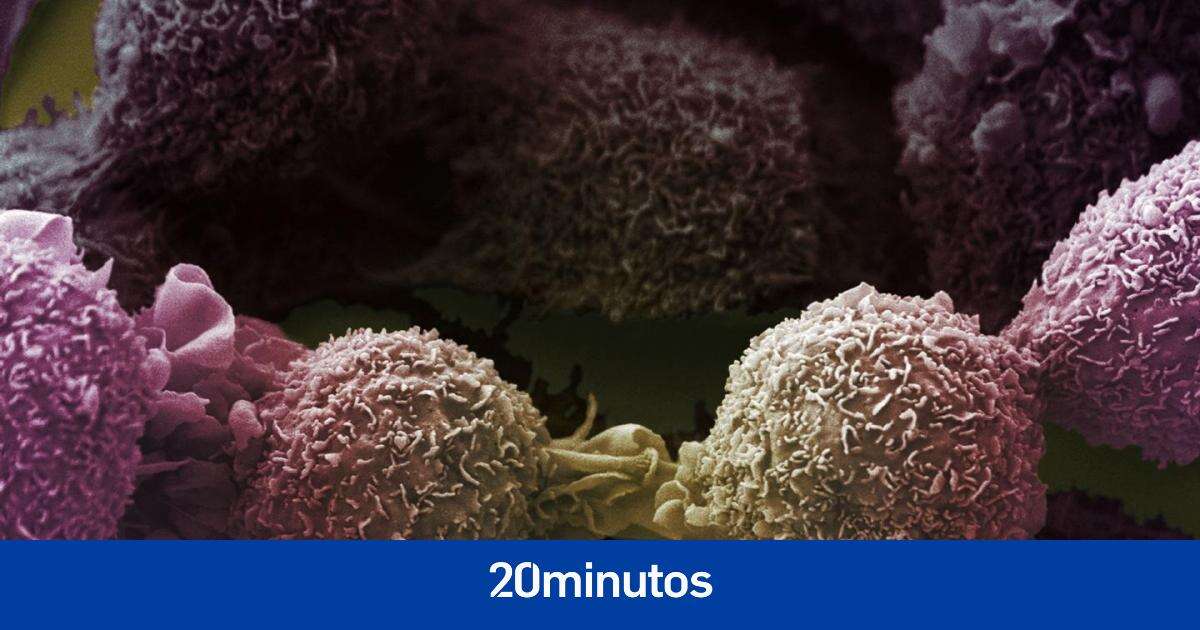 Descubren una técnica de 'corta y pega' genético que permite al sistema inmunitario centrar su ataque contra el cáncer