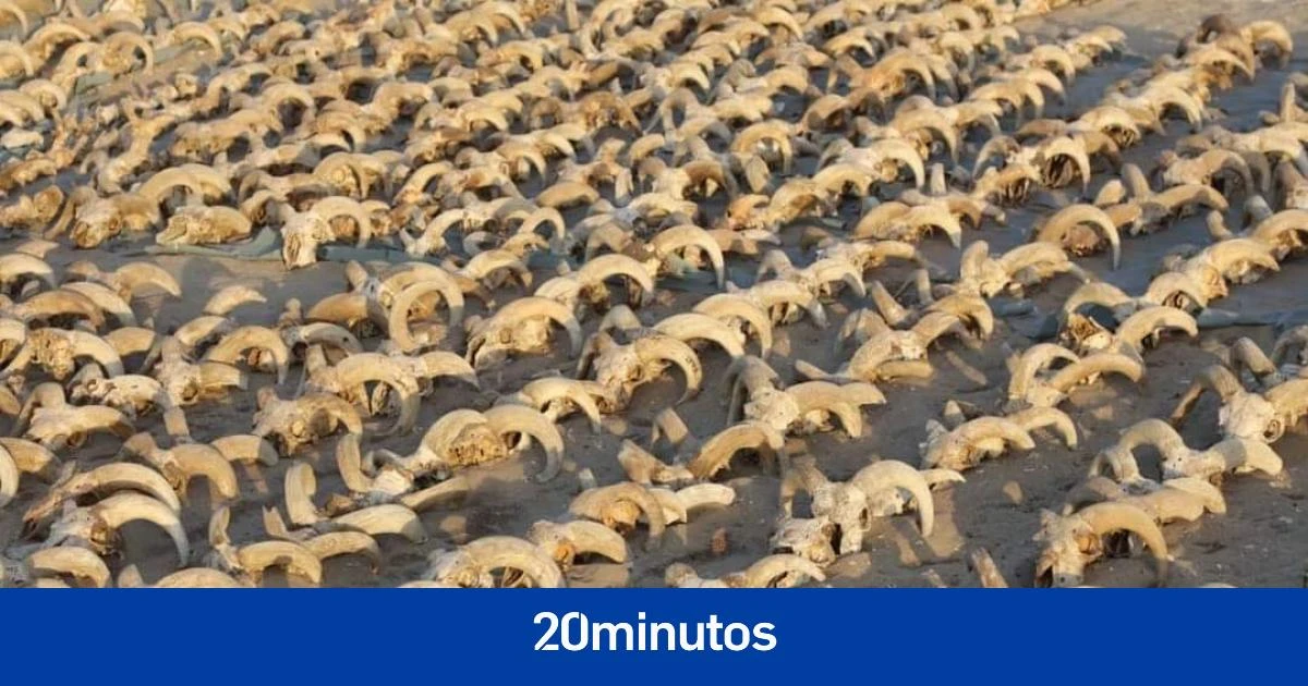 Hallan más de 2.000 carneros momificados en el templo del faraón Ramsés II