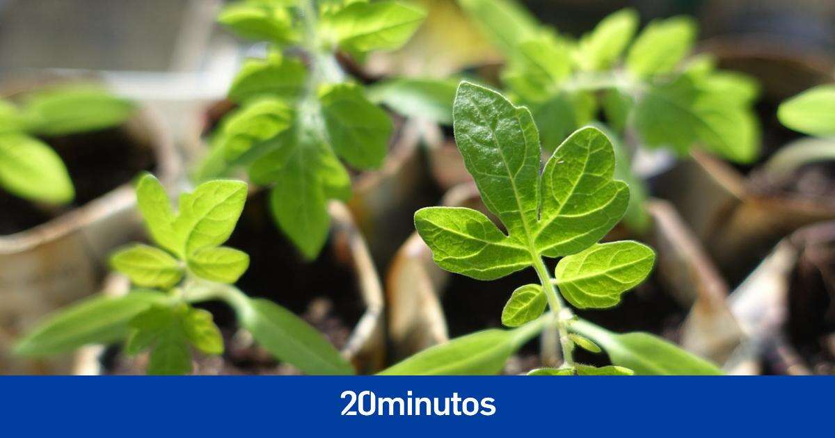 Las plantas estresadas emiten sonidos que los insectos pueden detectar: 