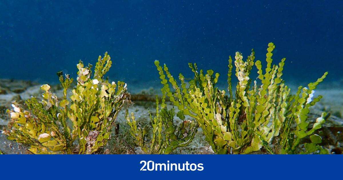 Algas y pequeños invertebrados: estos son los organismos diminutos que dominarán los océanos debido a la acidificación