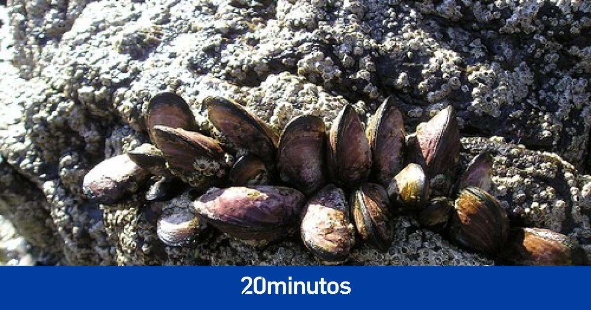 Los investigadores españoles que detectaron ibuprofeno en mejillones aclaran los efectos que puede tener su consumo para la salud