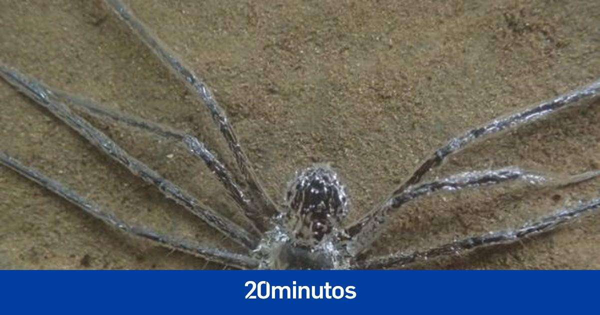 Una araña se envuelve en aire para escapar de sus depredadores y esconderse bajo el agua