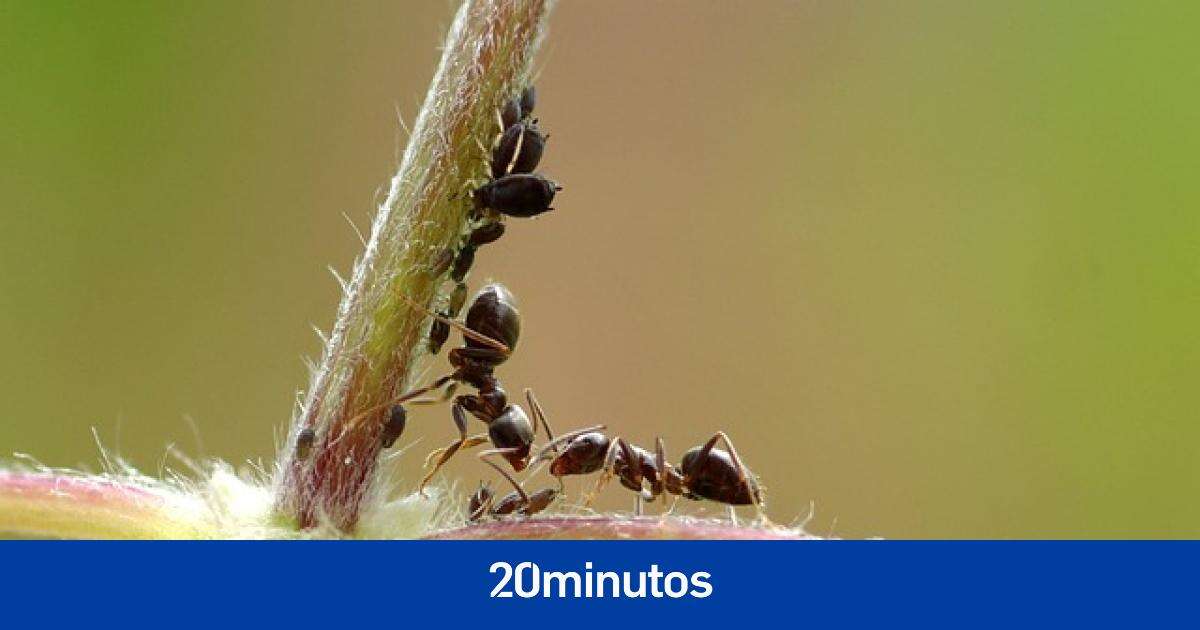 Algunas hormigas no caminan al azar, sino siguiendo patrones con forma de meandro