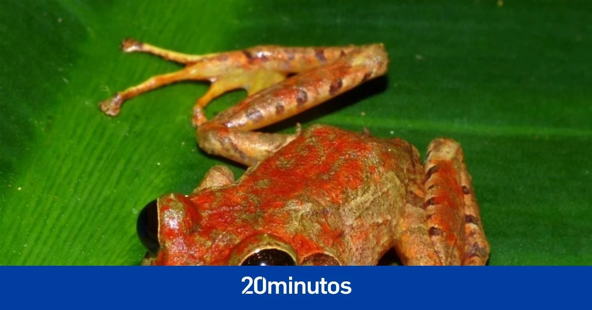 Descubren a Pristimantis morlaco, una nueva especie de rana de textura granulada y con un canto de entre tres y dos notas