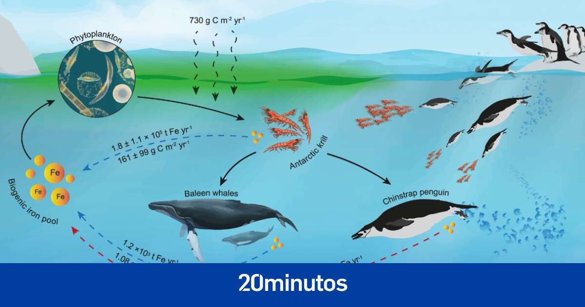 Un estudio confirma que los pingüinos son clave para reciclar el hierro en las aguas de la Antártida