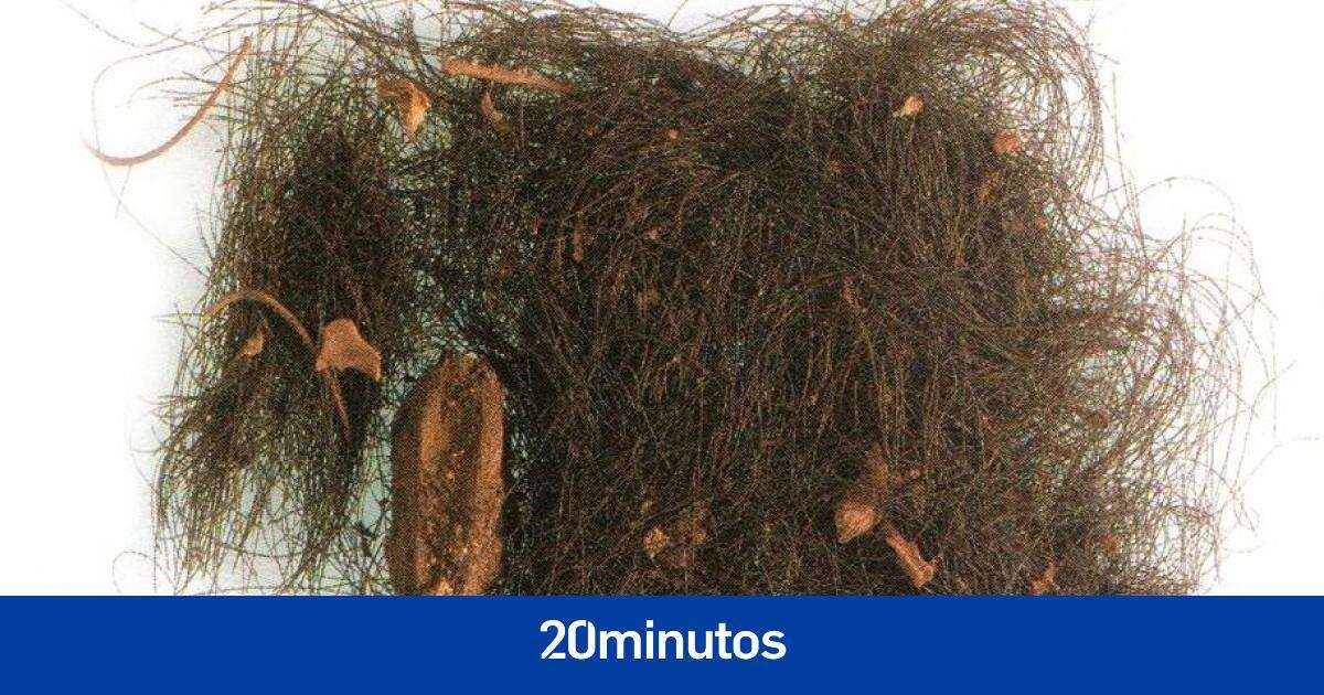 Un mechón de pelo revela que los habitantes de Menorca ya usaban drogas hace 3.000 años