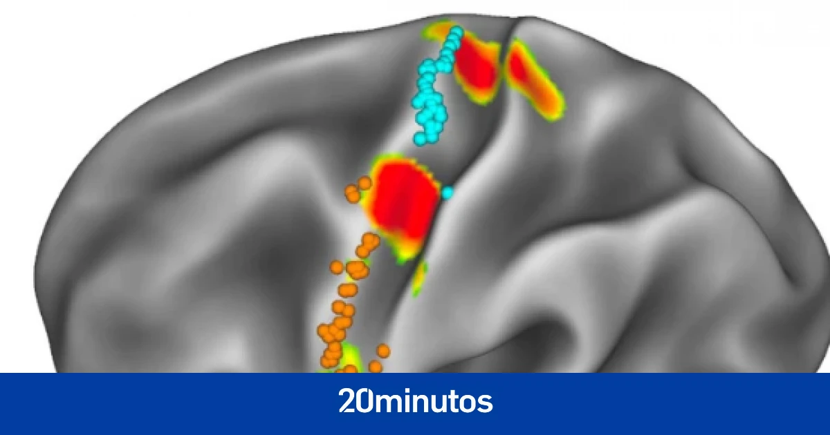 Descubren la zona del cerebro que sirve de 