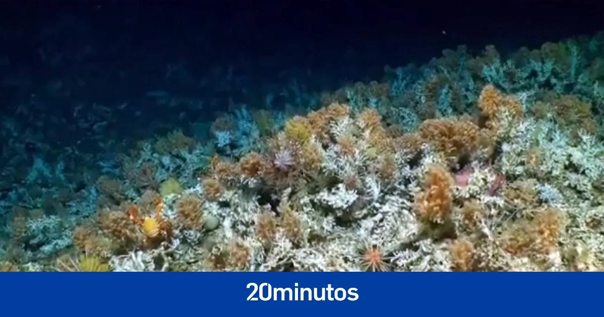 Sorprendente hallazgo en Ecuador de un arrecife de coral nunca visto : sobrevivió a 'El Niño' y tiene gran cantidad de vida marina