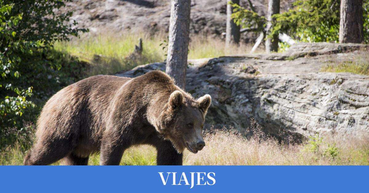 Los mejores lugares de España para ver al oso pardo, el animal más grande del país