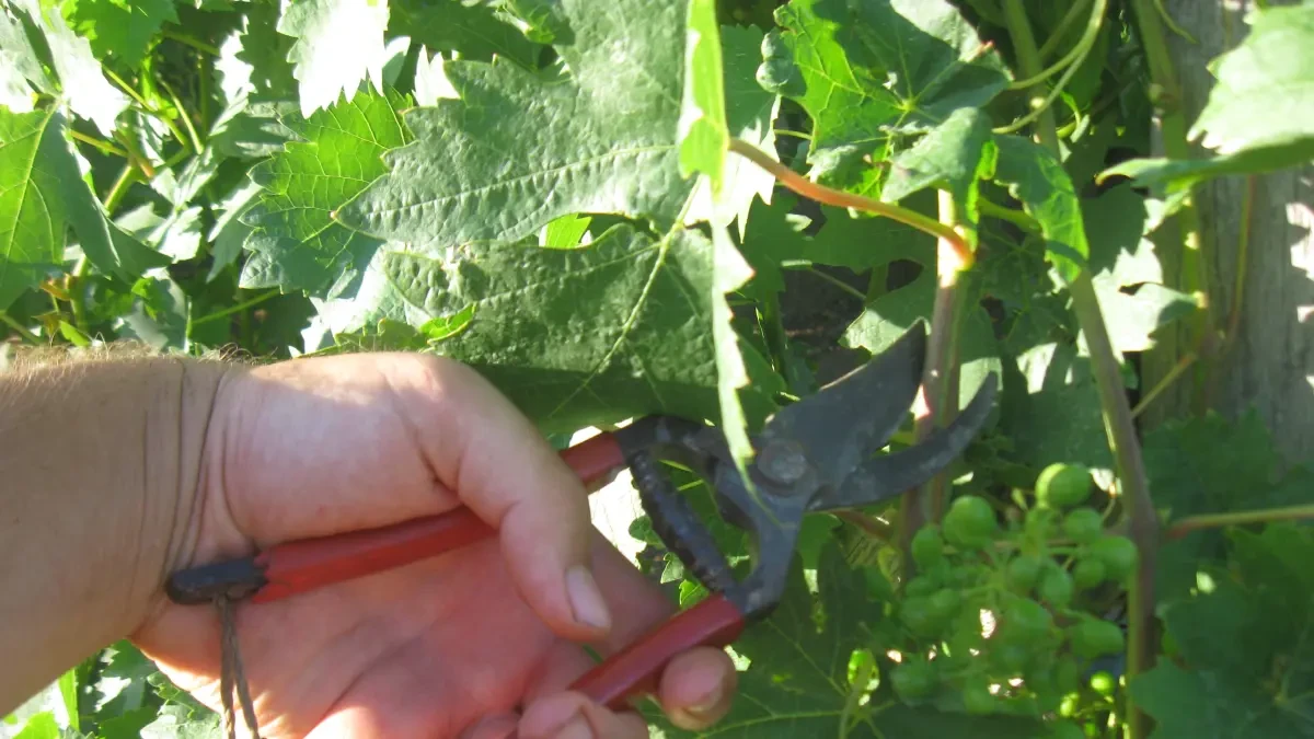 ¿Cuándo se deben podar las plantas de exterior?