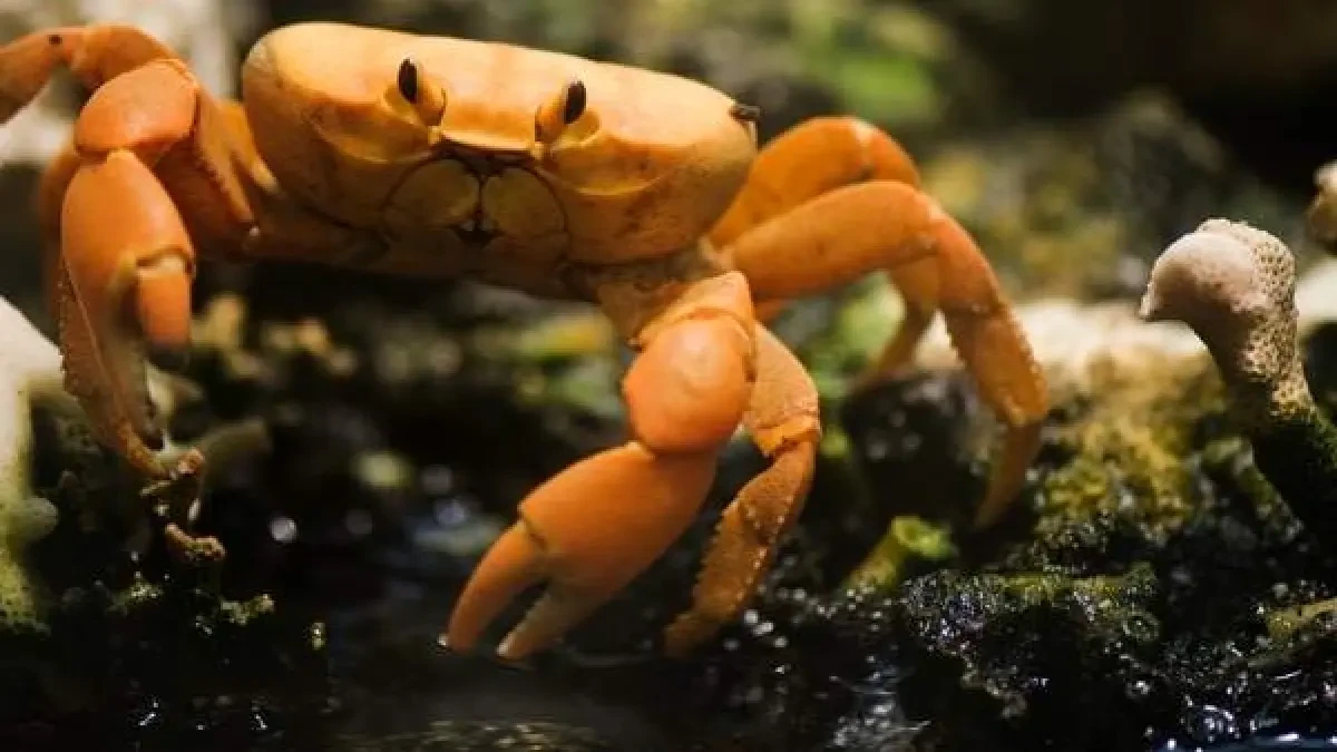 Cientos de cangrejos mutantes invaden un cementerio en Bélgica