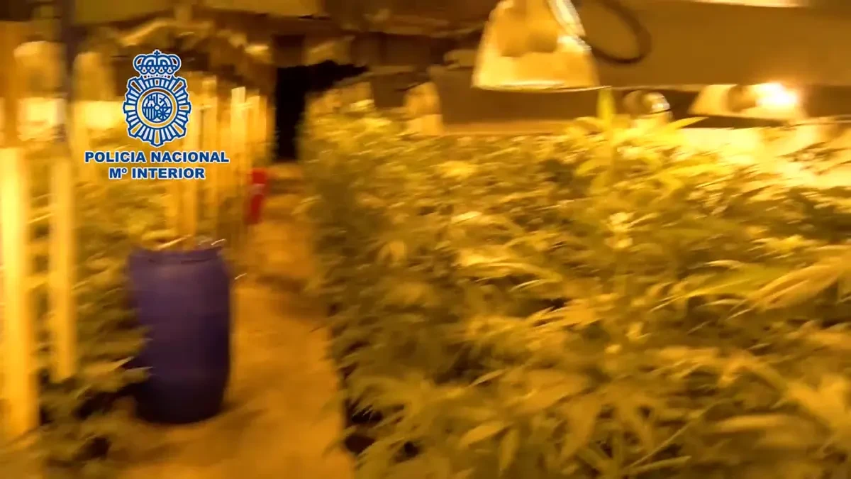 Desmantelada la mayor plantación subterránea de marihuana hasta la fecha