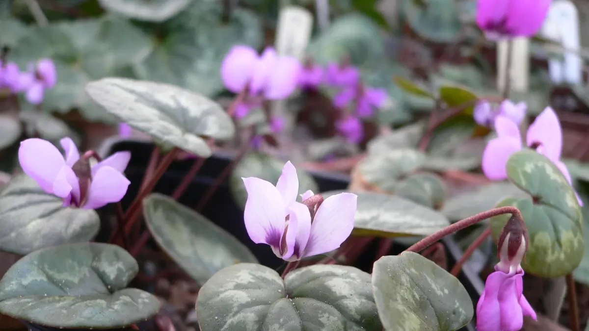 Llega noviembre: plantas de interior que no pueden faltar en tu hogar