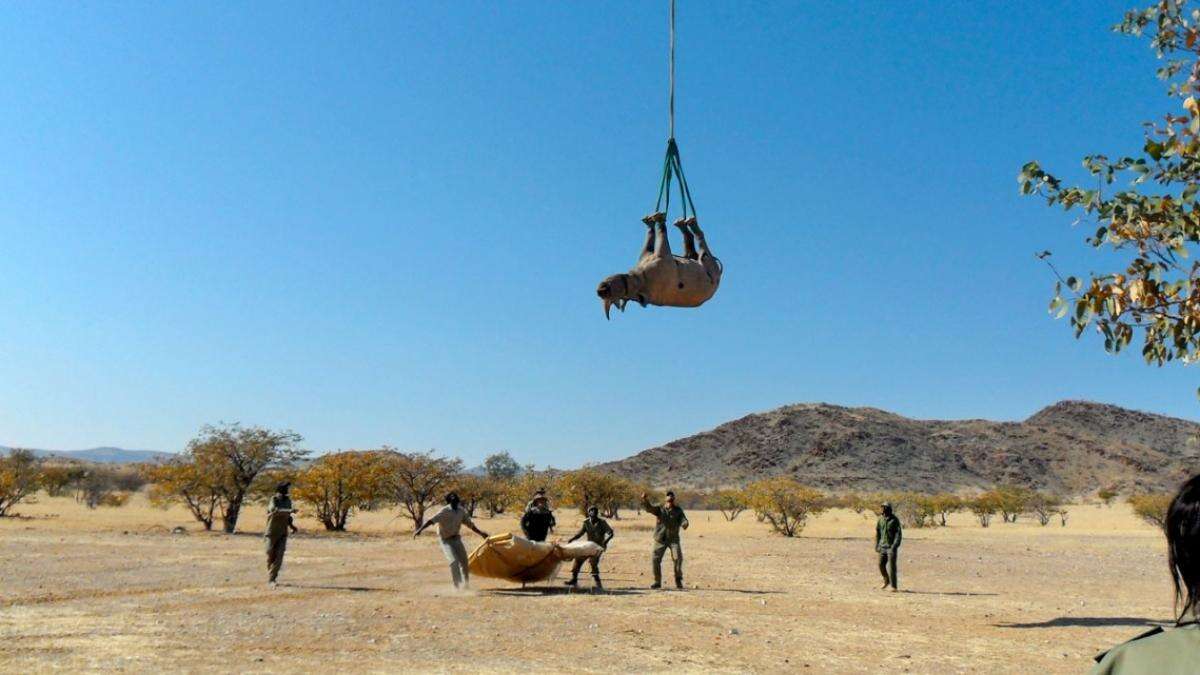 La razón por la que es mejor que los rinocerontes viajen boca abajo en helicóptero