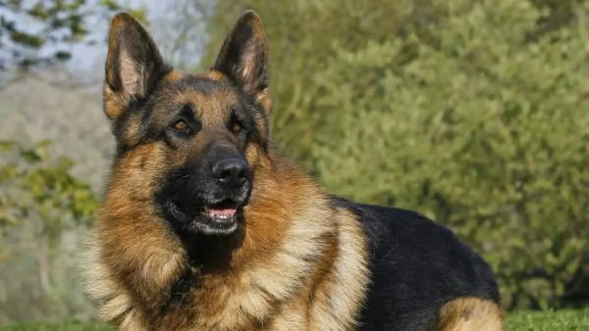 Un perro escapa de su tumba después de que sus dueños lo enterraran vivo