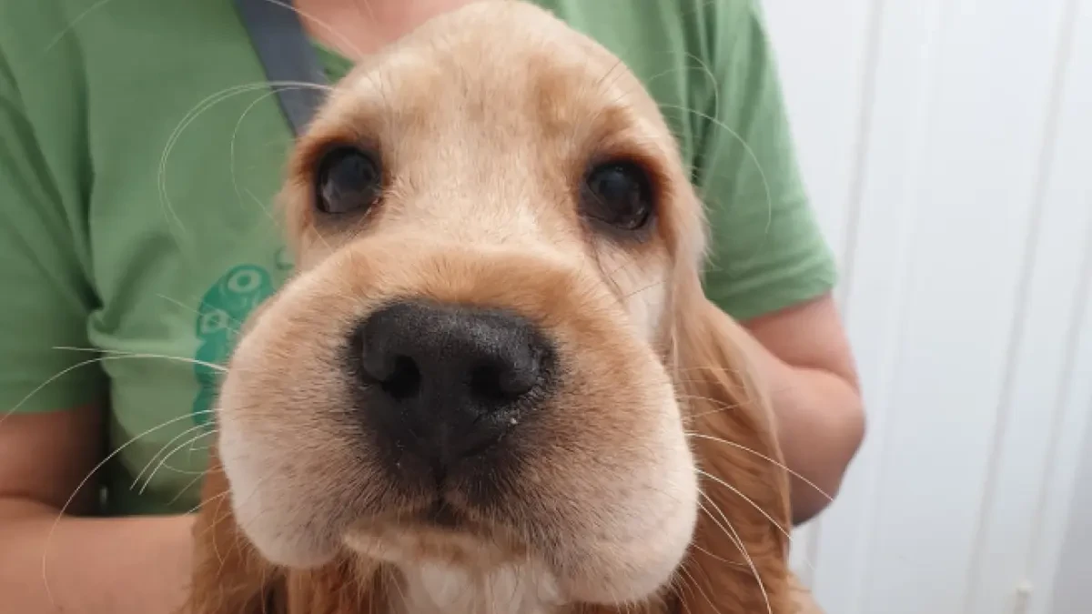 Sonja, la adorable perrita a la que nadie le dijo que las abejas no son comida