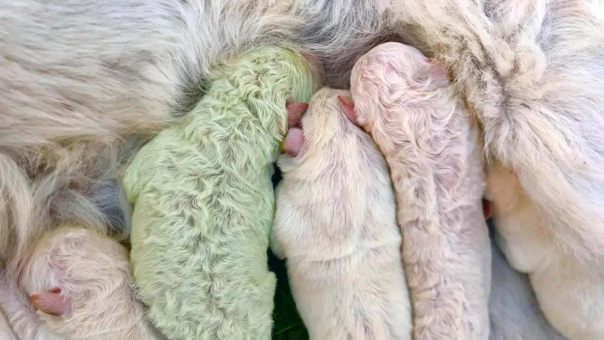 Pistacho, un adorable cachorro que se ha vuelto viral por haber nacido con el pelo verde
