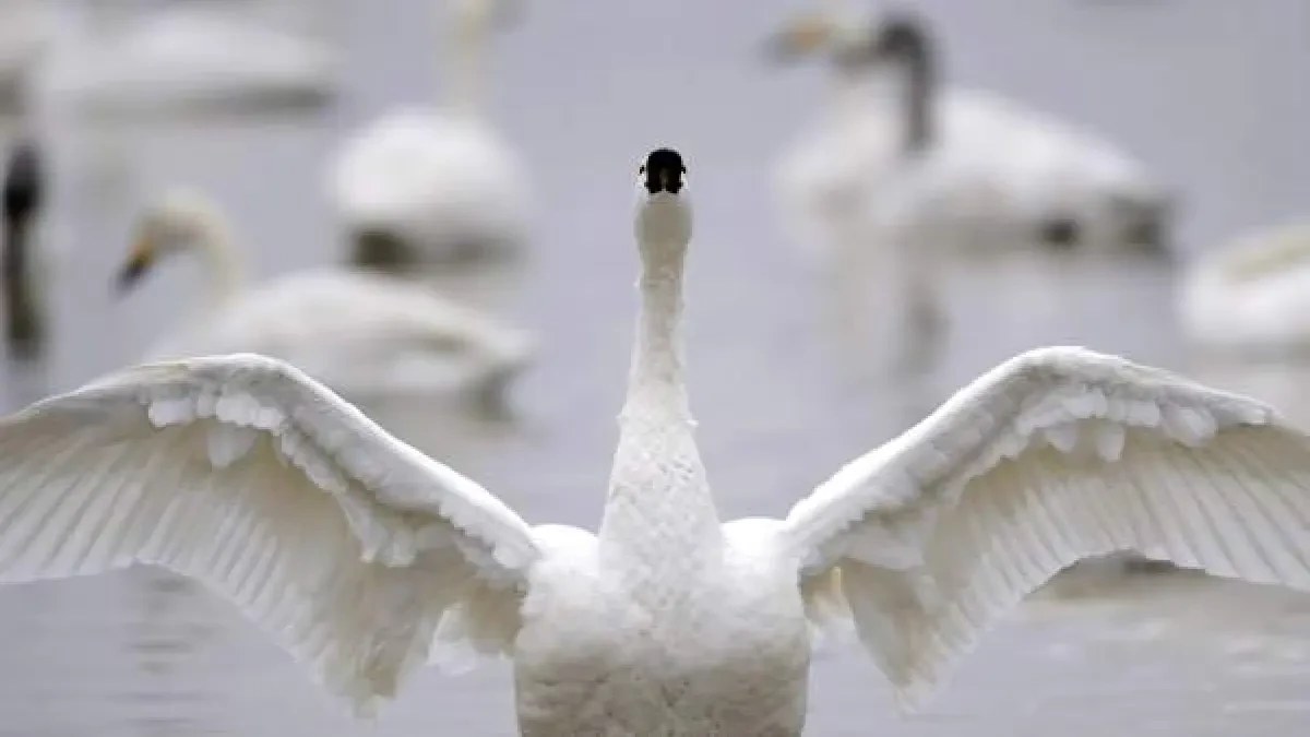 Una ciudad de Florida comienza a vender los cisnes de su lago por lo costoso que es mantenerlos