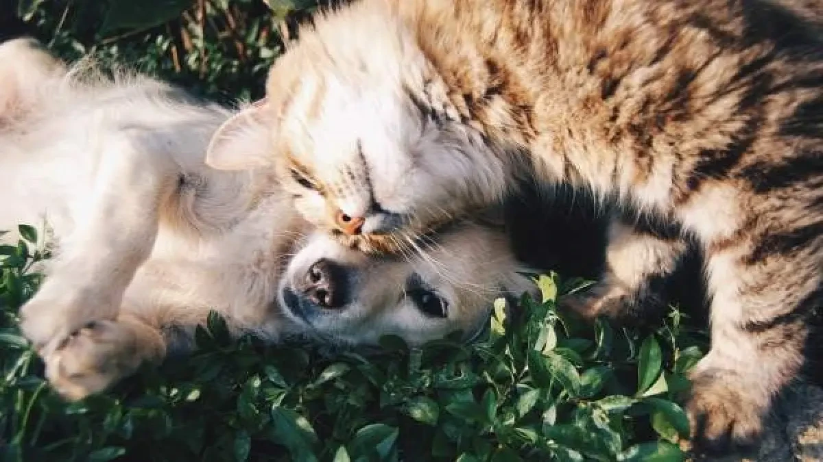 Por qué se abandonaron más gatos que perros durante el confinamiento