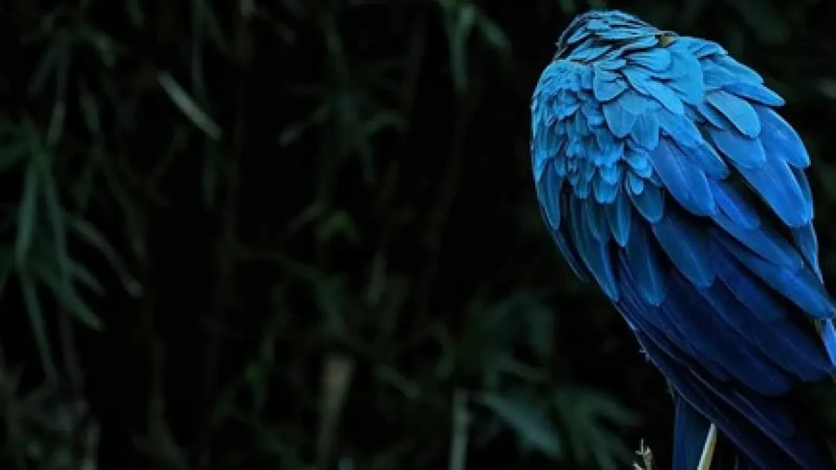 Científicos demuestran cuáles son los dos colores más brillantes de la naturaleza