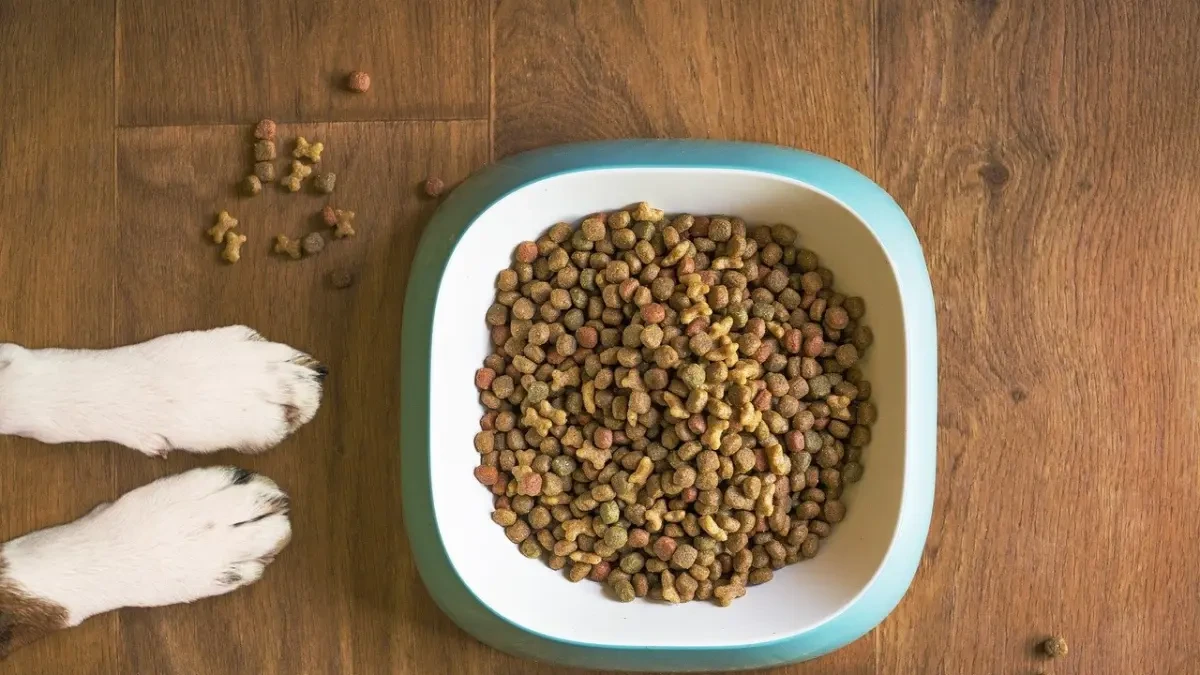 Seis consejos para conservar y almacenar correctamente la comida de nuestros perros y gatos