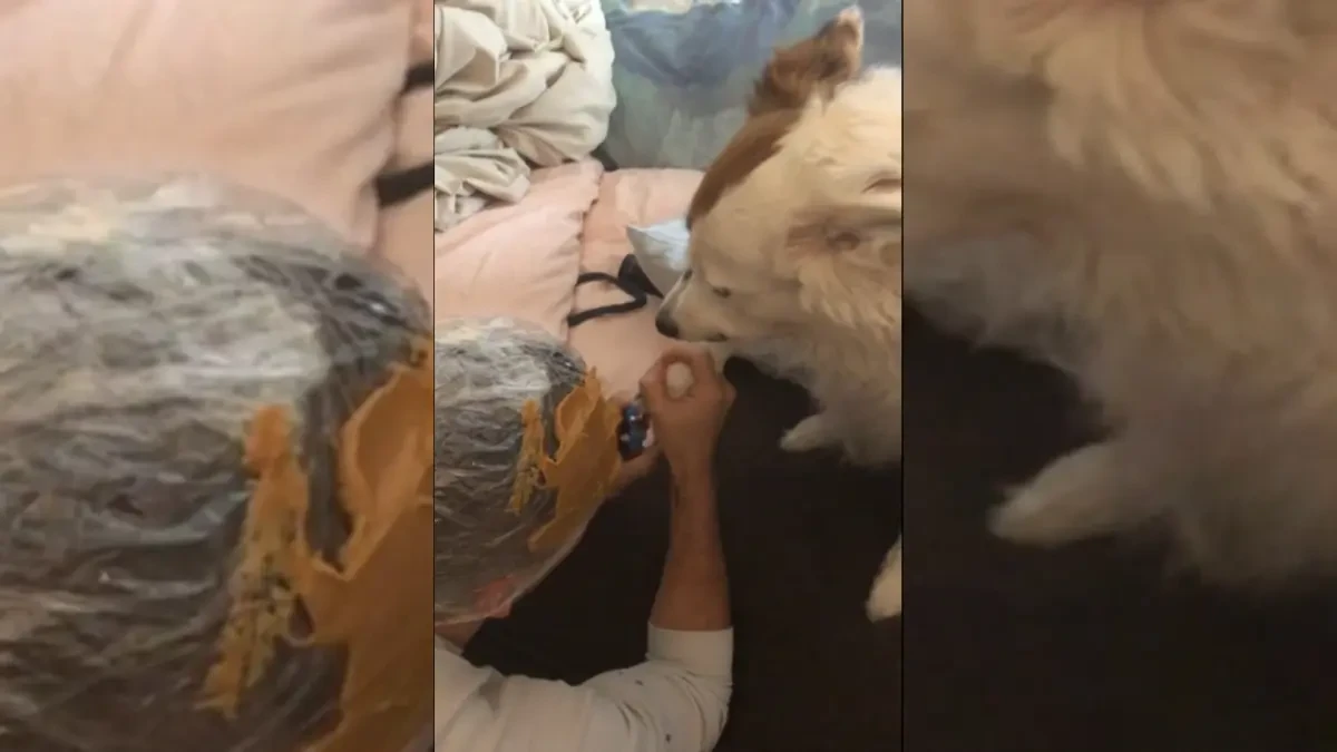 El método infalible para que los perros se dejen cortar las uñas sin rechistar