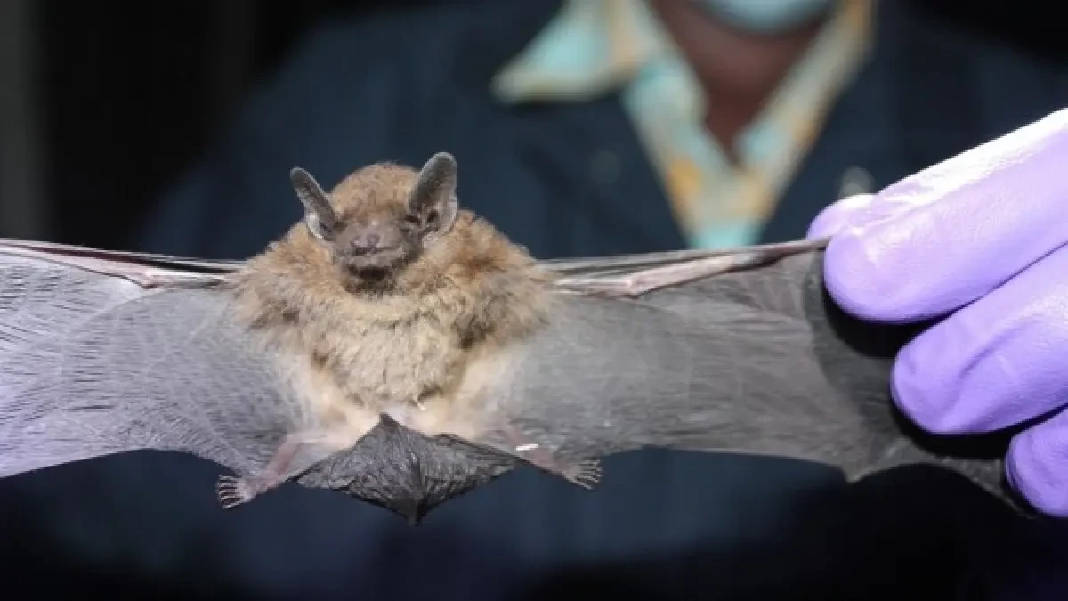 La OMS avisa: habrá nuevos virus que salten de animales a humanos