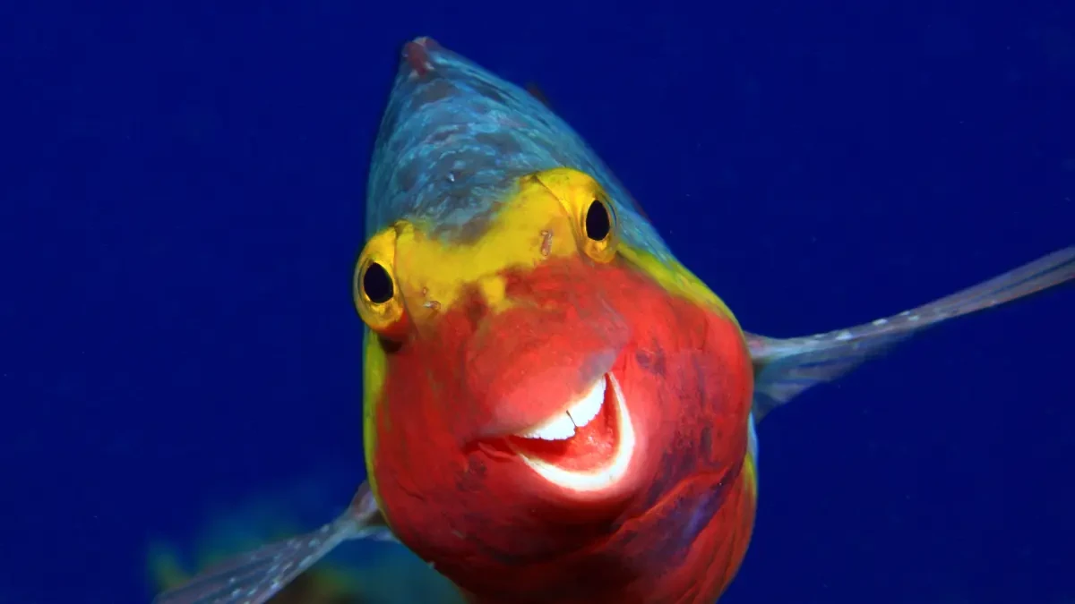 Animales que te harán sonreír: los finalistas al Comedy Wildlife Photo Awards 2020