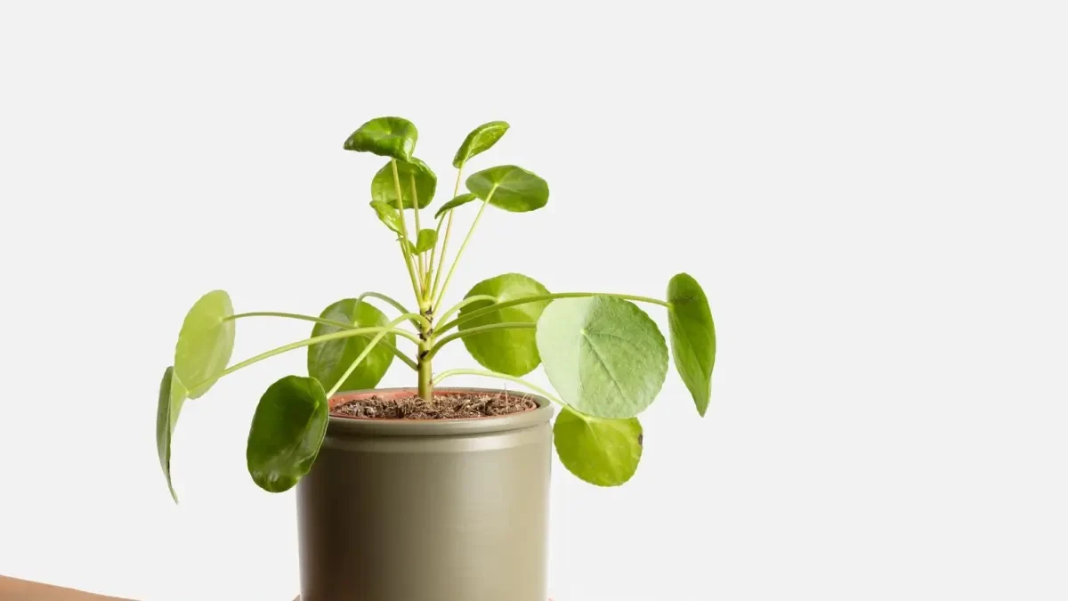 Cómo matar los gusanos verdes que se comen la planta del dinero